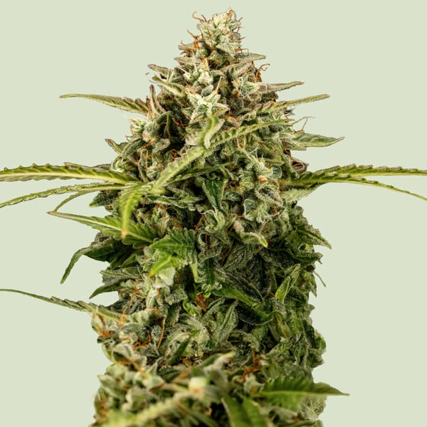 apollo-f1_semenacannabis_cz